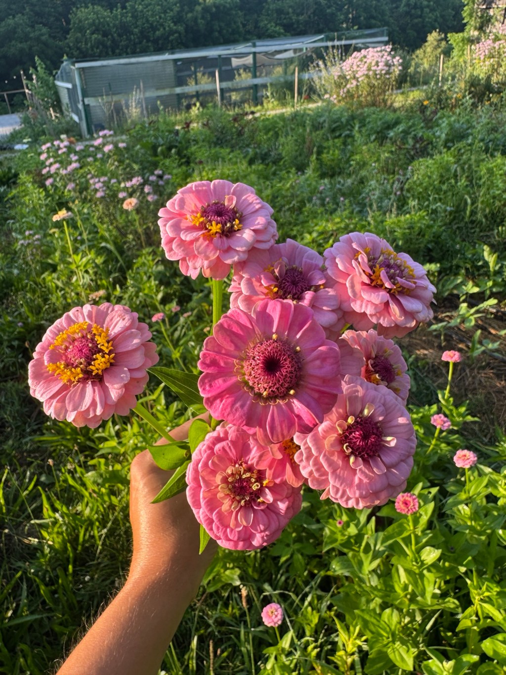 BTS at Loving Farm: At Least the Flowers Like the Heat!
