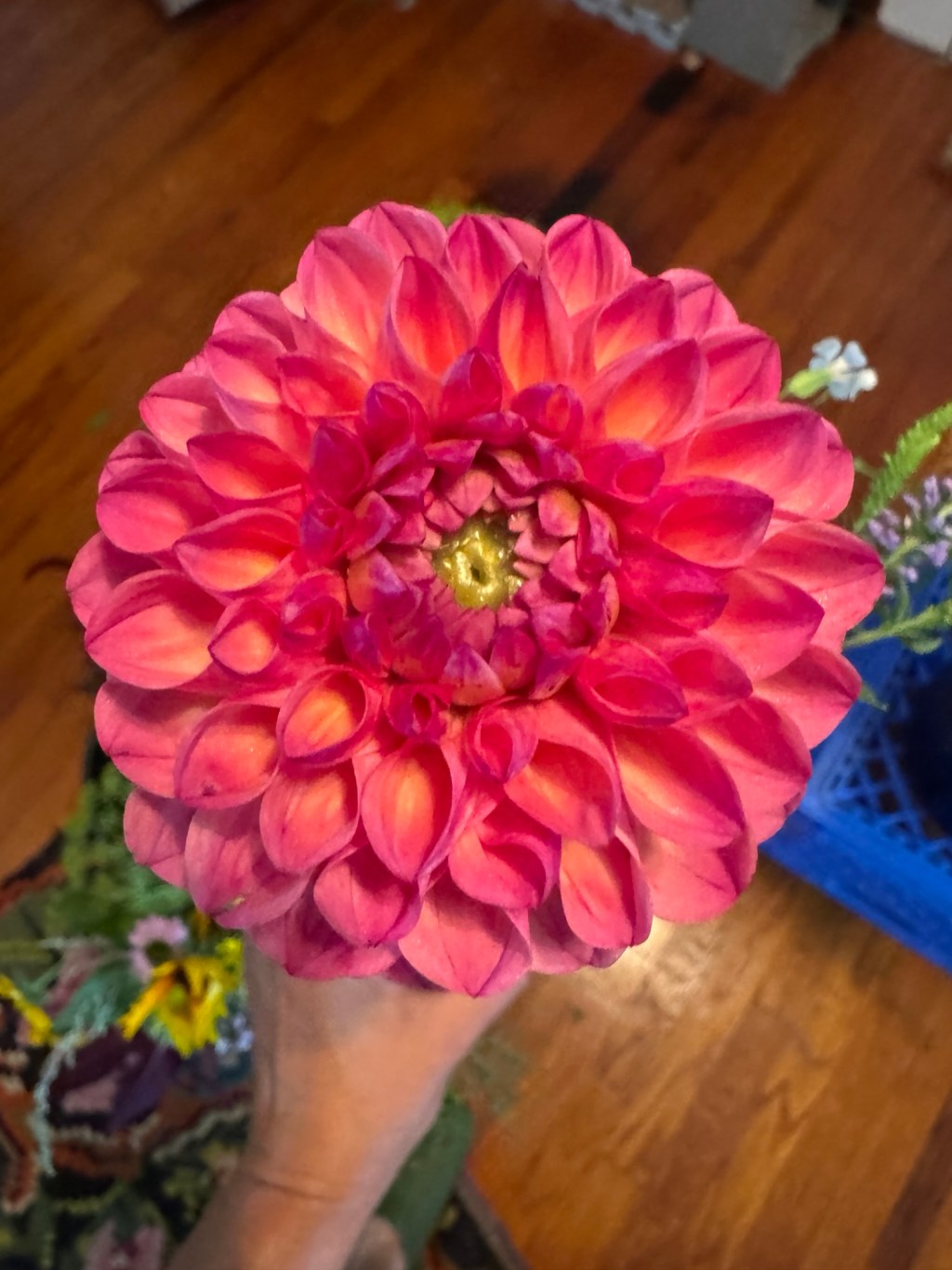 BTS at Loving Farm: Ups and Downs But the Flowers Are Amazing
