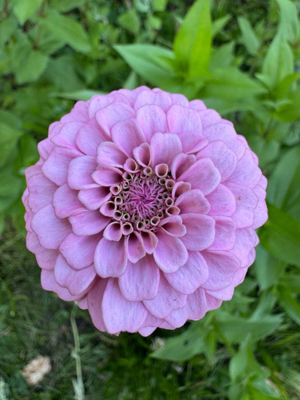 BTS at Loving Farm: July is Kentucky Cut Flower Month